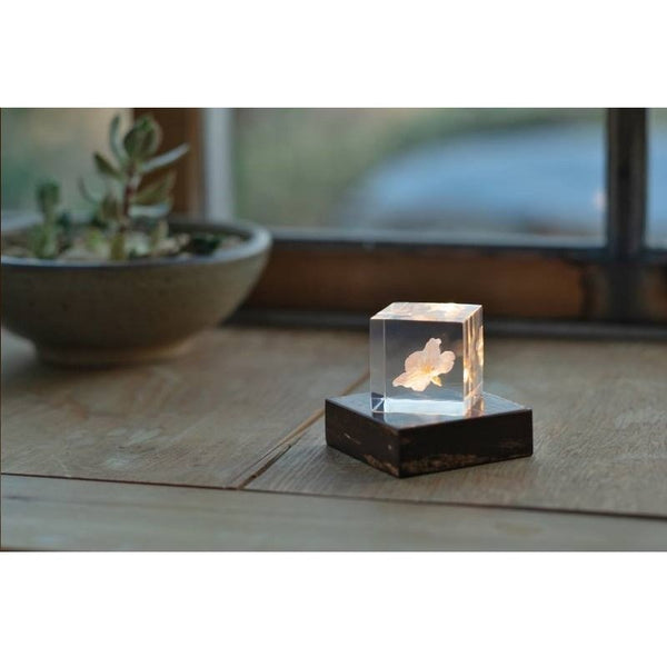 Japanese sakura cherry bark round light display base(2200K)