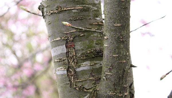 Japanese fluttering cherry blossom petals and raden shell decorated cherry bark tea canister