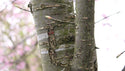 Japanese crest pattern and raden shell sakura petals decorated cherry bark tea canister