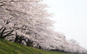 Japanese sakura cherry bark round light display base(3000K)