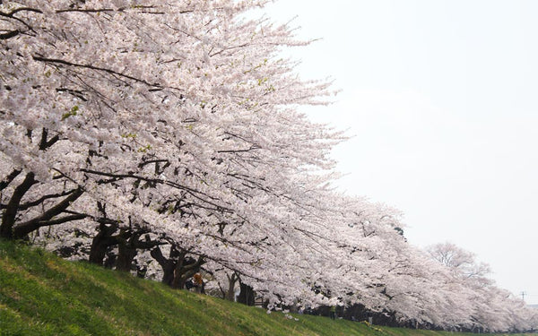 Japanese sakura cherry barks superimposed three-tiered accessory case